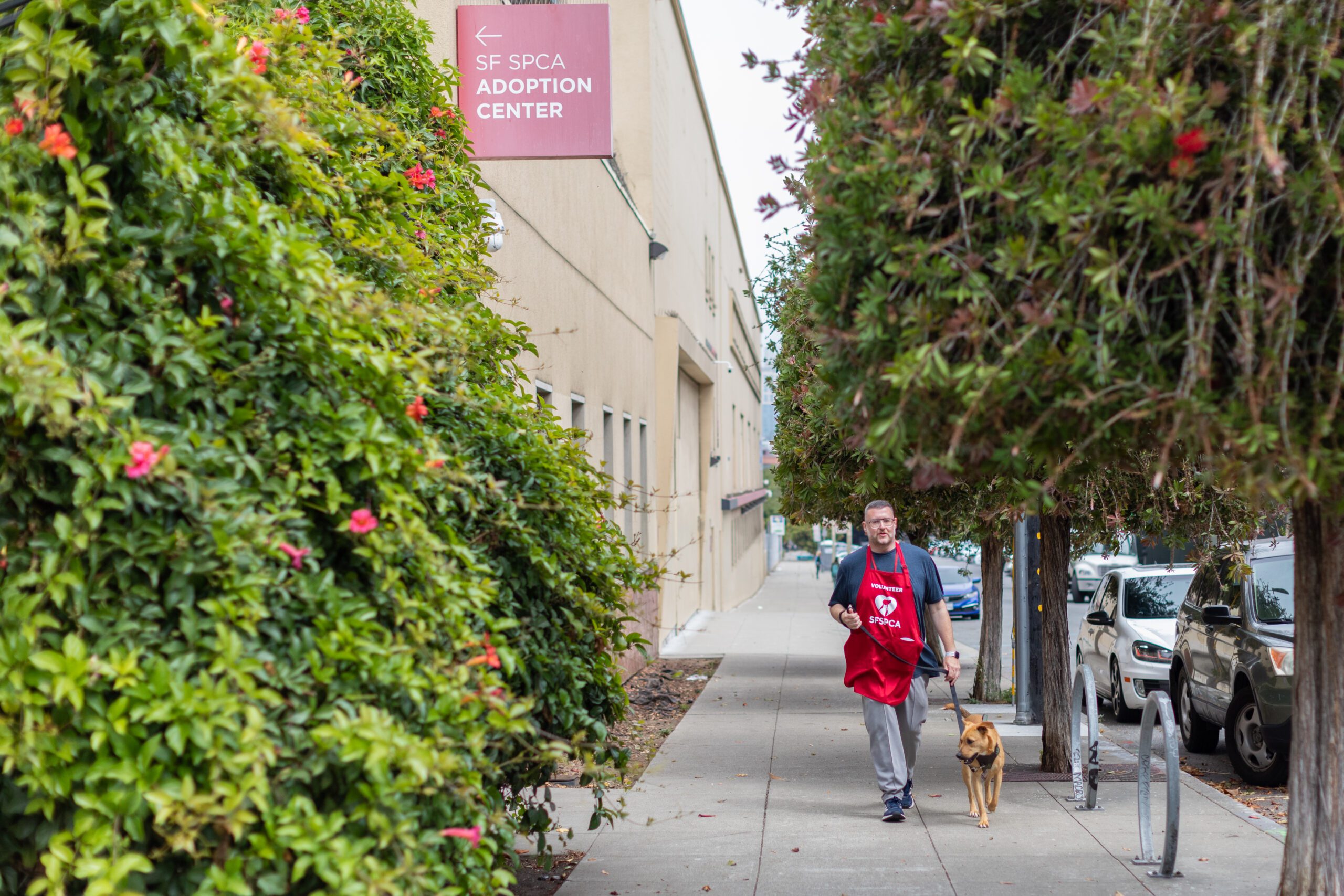 SF SPCA Volunteer Walking a Dog