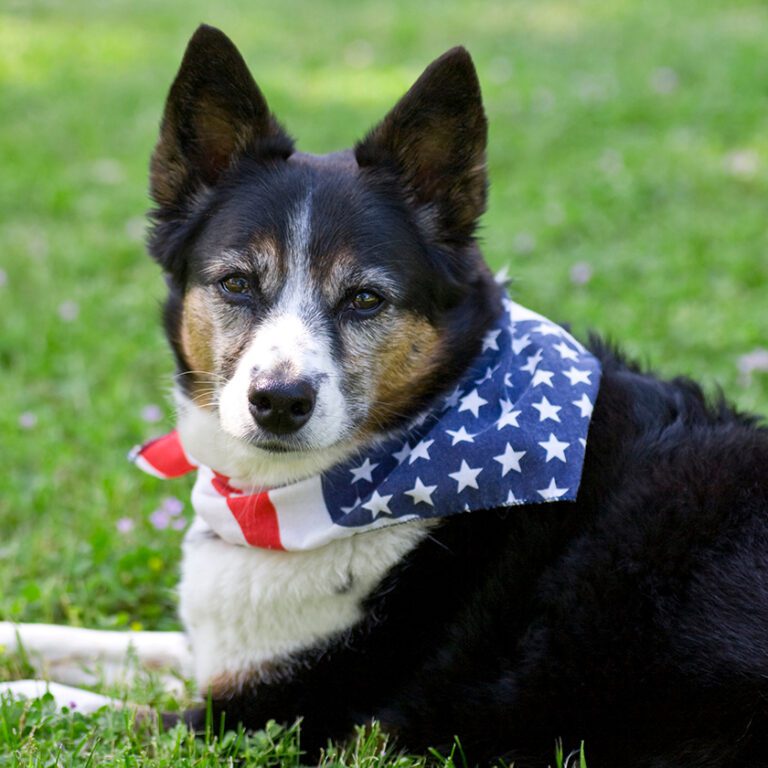 Black and white wearing stars and stripes bandana lying on grass