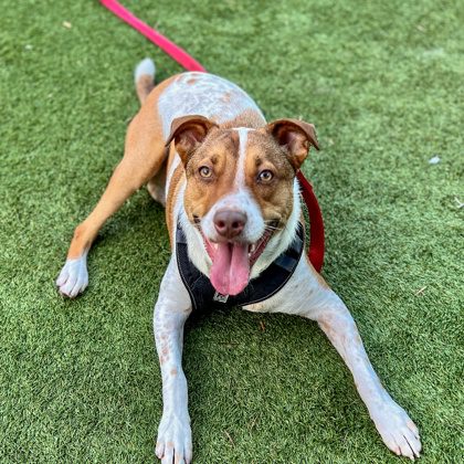 SF SPCA Shelter Dog Named Tulip Ready for New Home