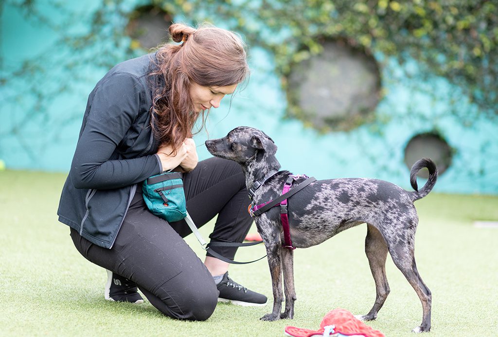 San Francisco SPCA Behavior and Training Dog