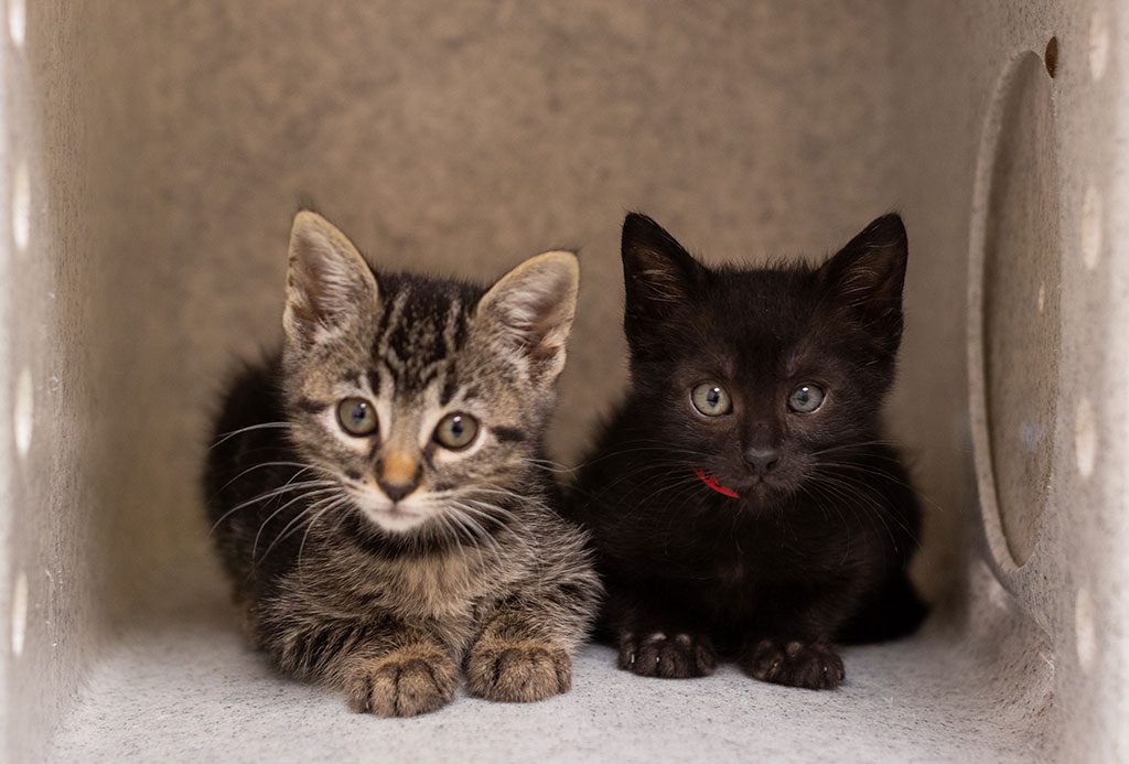 SF SPCA shelter kittens in a box