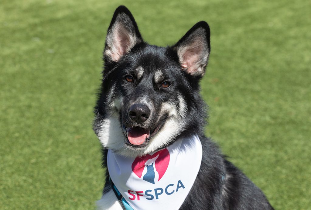 San Francisco SPCA shelter dog wearing branded bandana