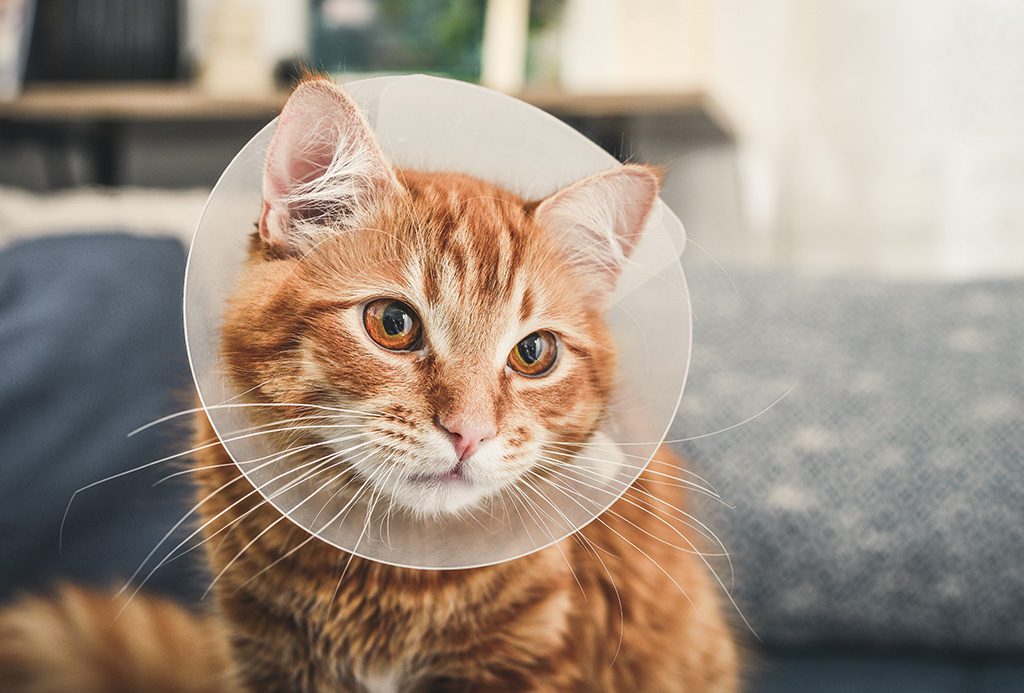 San Francisco SPCA Spay and Neuter Clinic cat cancellation policy