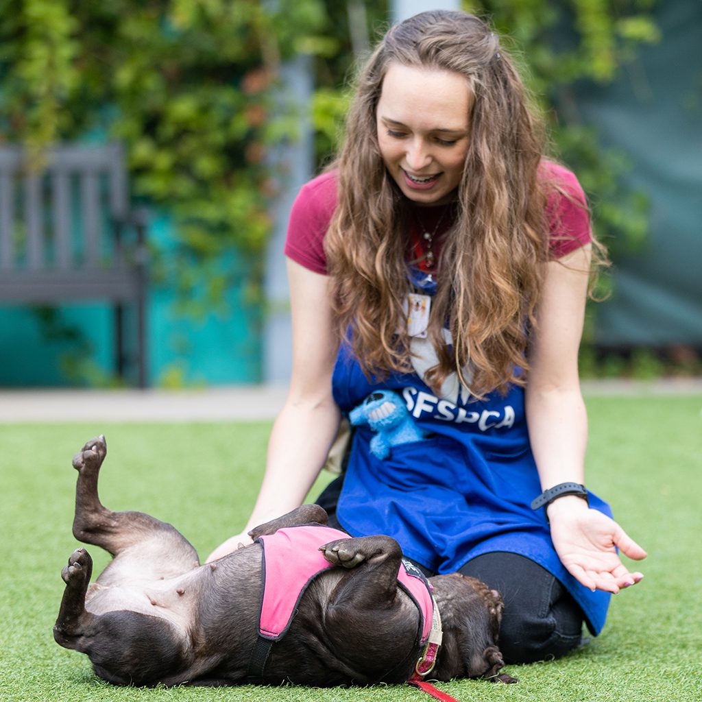 SF SPCA volunteer playing with shelter dog