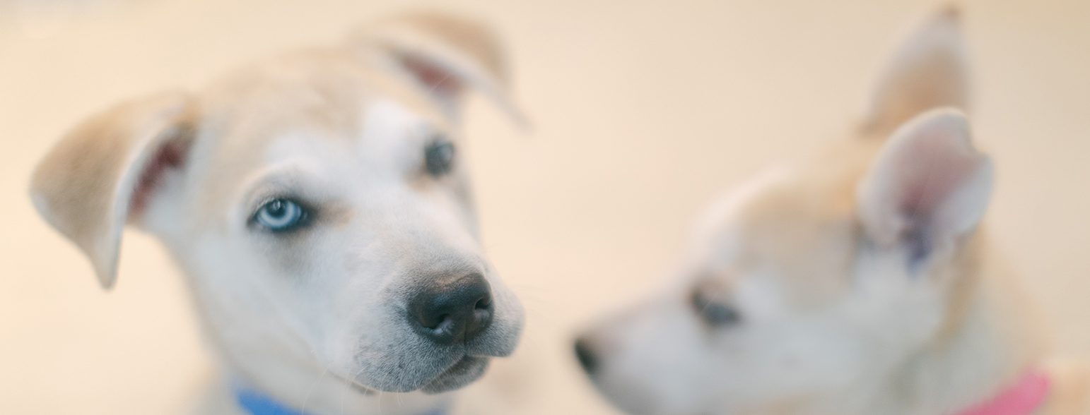 San Francisco SPCA Ways to Give Dogs