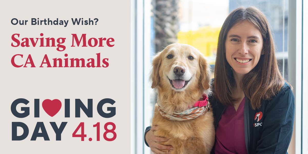 SF SPCA Giving Day April 18
