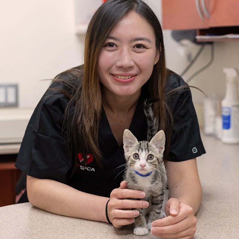 SF SPCA Veterinarian Cheryl Ng